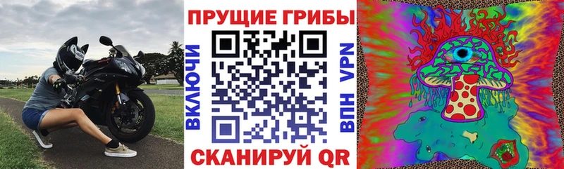 Купить  Шумерля  Псилоцибиновые грибы Cubensis 